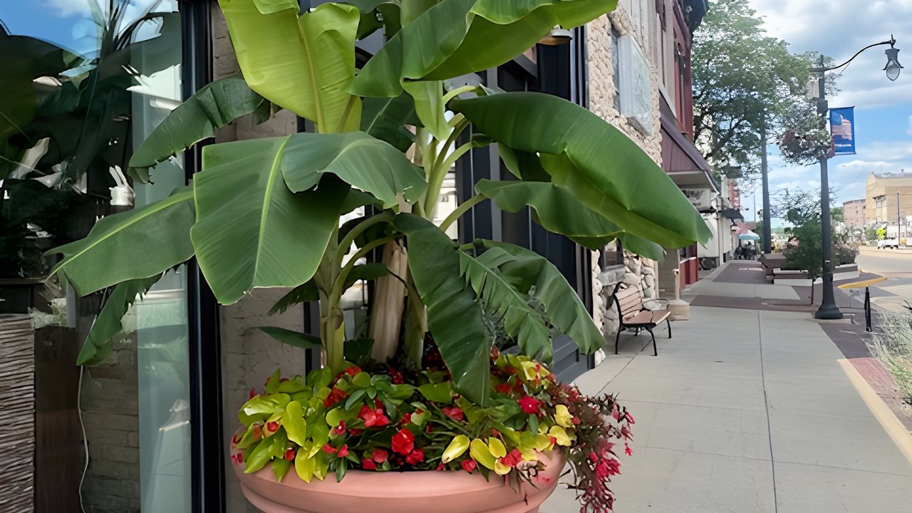 Greenville Floral's shop front on South Lafayette Street